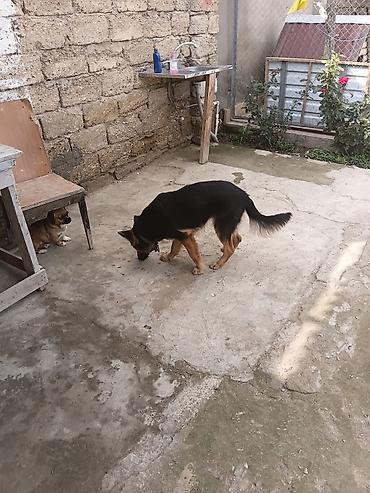 it sortu: Alman çoban iti — 3