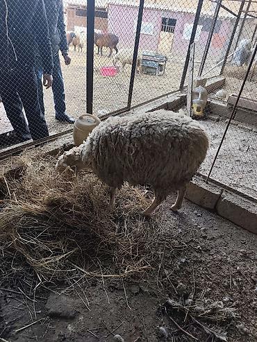 Mal-qara: Salam qoyun yani balali 3 gündür dogub birinci balasidir saglam aktiv — 2