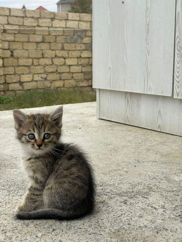 Pişiklər: Türk anqora -da lalafo.az — 8 Pişiklər: Türk anqora — 8