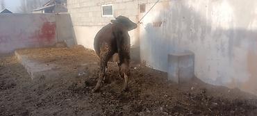 Коровы, быки: Продаю | Корова (самка) | Полукровка | Для молока | После отела — 8