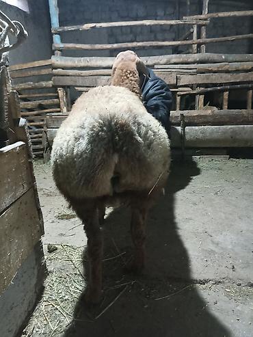 Баран, овца: Продаю | Баран (самец) | Арашан | Для разведения | Племенные — 7