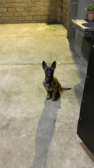 itlerin satisi 2022: Belçika çoban iti, 4 ay, Erkək, Peyvəndli, Ödənişli çatdırılma — 5