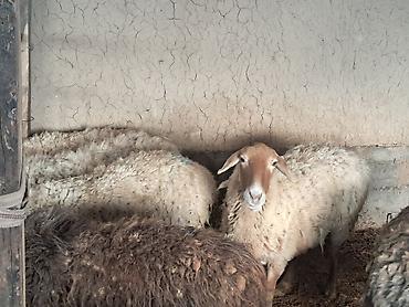 Баран, овца: Продаю | Овца (самка) | Для разведения | Матка — 4