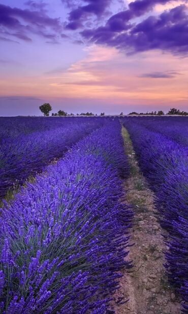 Tinglər: Lavanda (Lavandula) tingləri – ətirli, dekorativ və faydalı çoxillik — 8