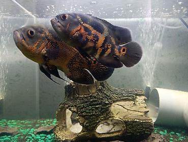 астронотус: Астронотусы (Oscar, Astronotus ocellatus) — крупные декоративные — 3