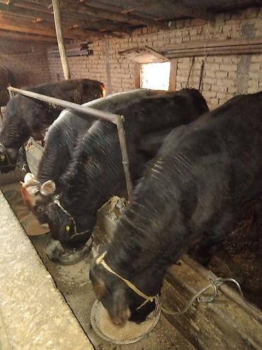 Коровы, быки: Продаю | Бык (самец) | Полукровка | На откорм — 6
