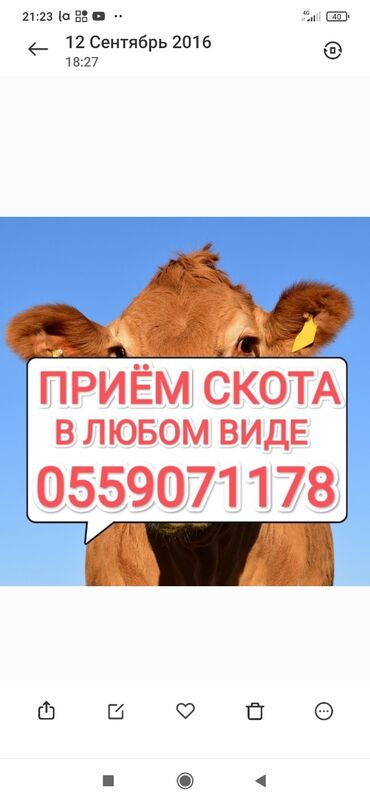 продаю клевер тюки: Куплю | Коровы, быки, Лошади, кони | Круглосуточно, Любое состояние, Забитый