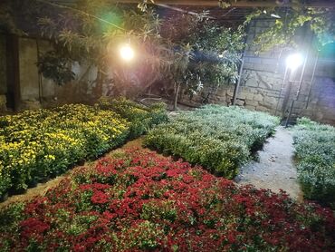 Çöl bitkiləri: Müxtəlif rəngli Xrizantema payızgülü güllərinin topdan və pərakəndə — 12