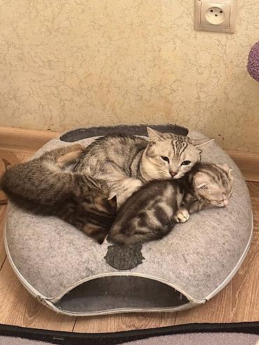Продажа кошек: Можно забронировать котят😻😽♥️ Возраст 2 месяца🥰 еще сосут мамку — 12