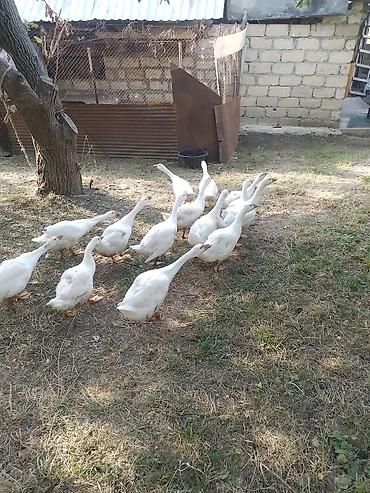qasqaldaq eti: Linda Kuban qazlar. Sayı 14 ədəddir. Real alıcılar narahat etsin — 3