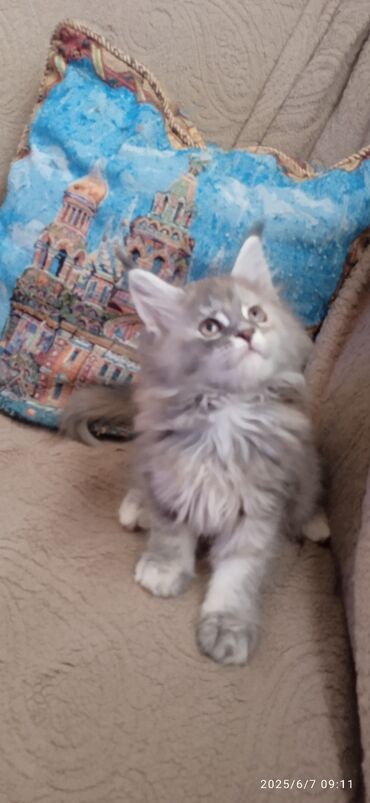 Продажа кошек: Скидки летние ❤️❤️❤️Мейн-Куны.🥰 Предлагается на продажу чистокровная