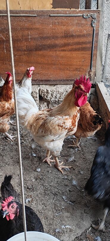 Qaşıqlar: Lohman Brawn xoruzları satılır. Həm ətlik həm yumurtalıq sortdu. 5