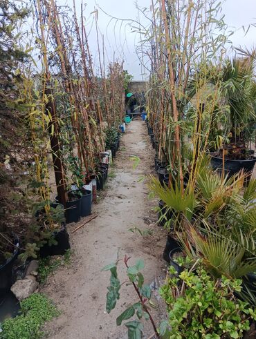 Tinglər: Gul cicek agaclarin satisi torf gubresi satilir 300den yuxari alana — 12