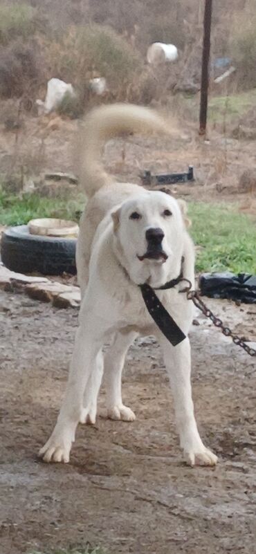 İtlər: Alabay, 8 ay, Erkek, Peyvəndli, Ödənişli çatdırılma — 9