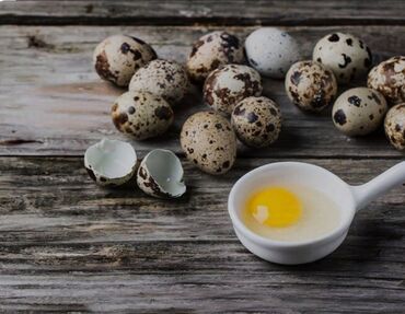 продаю музоо торпок корова самка бык самец айрширская ангус алатауская на забой для разведения на откорм племенные нетель привязанные: Продаем яйцо перепелов
домашние оптом и в розницу 
4 сом за штуку
