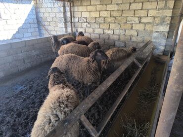 qoyun qiyməti 2024: 14 baş bordaq kök quzulardı. -6 başı 21-23 kiloluqdu 8 başı 15-16