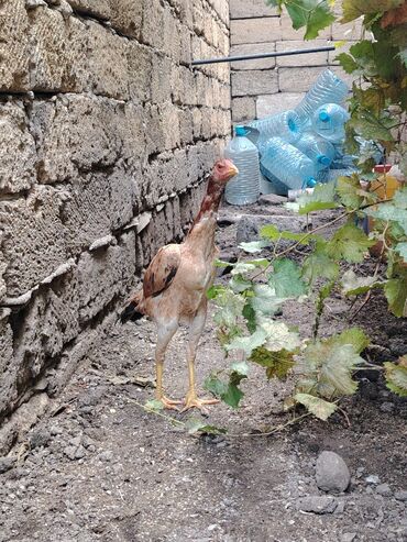 Digər quşlar: Sona qədər oxuyub sonra əlaqə saxlayın. 2 beçədi 2 fərə hərəsinin — 13