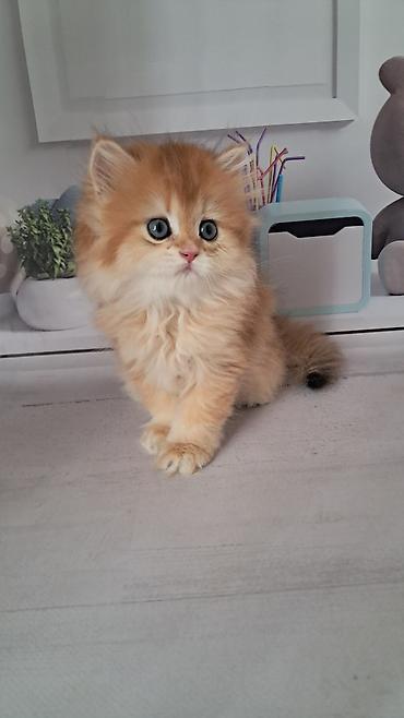 котятя: Британская короткошёрстная, 2 месяца, Девочка, Золотая шиншилла — 5