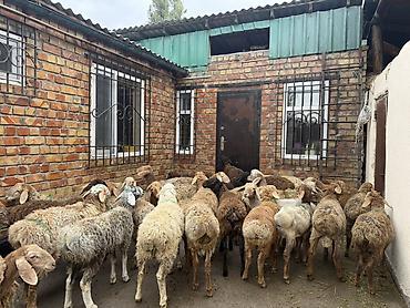 Продам с/х животных: Продаю | Баран (самец) | Полукровка | Для разведения | Ярка — 3