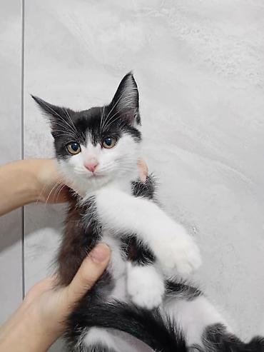 купить щенок лабрадора: Кошка даром: Беспородная, 3 месяца, Мальчик, Приучена к лотку — 1