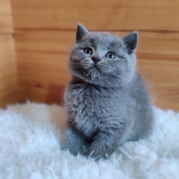 купить котенка вислоухого: Скотиш Страйт (Шотландиялык тик кулактуу), 2 айлык, Ургаачы, Көгүлтүр, Лотокко барууга үйрөтүлгөн, Курттардан тазаланган