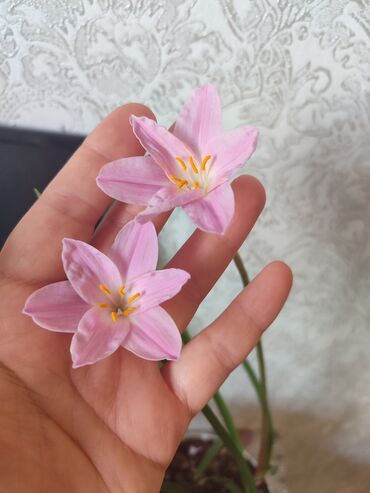 Другие комнатные растения: Бишкек мкрн Кок Жар и рабочий городок! Пеларгония карликовая - — 16