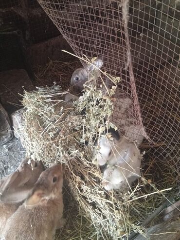 Dovşanlar: SALAM 14 DƏNƏDİ OPTOM ALANA ENDİRİM Erkeklerni kesen 3kq Biri 12den — 10