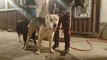 Продажа собак: Алабай, 3 месяца, Самец, С прививкой — 18