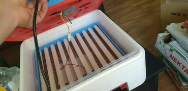 İnkubatorlar: Inkubator Rayonlara çatdırılma poct vasites ile heyata kechirilir 63 — 6