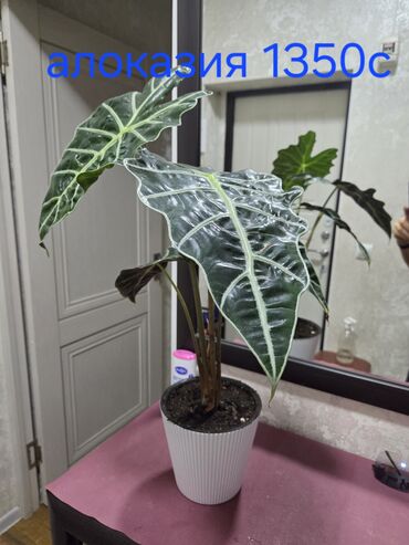 аглаонема купить семена: Комнатные растения: Алоказия, пеперомия, антуриумы и многое другое