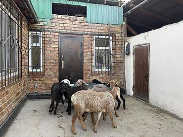 баран самка: Продаю | Овца (самка) | Для разведения — 8
