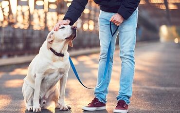 it sortları: Sevimli itinizi gəzdirməyə vaxt tapmırsınız? 🐕❤️ Narahat olmayın, mən