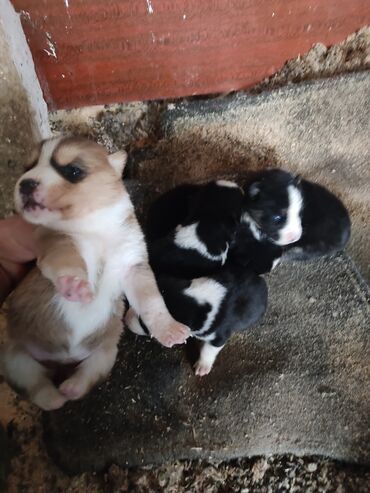 İtlər: Xaski, 1 ay, Dişi — 8