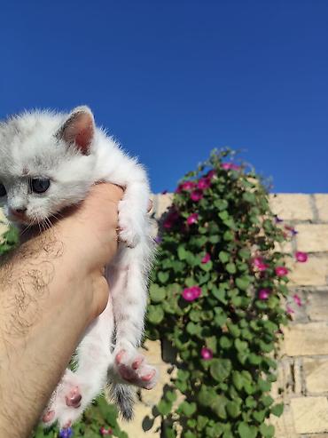 dovşan haqqında məlumat: Şinşilla, Yaxşı əllərə, Ödənişli çatdırılma — 2