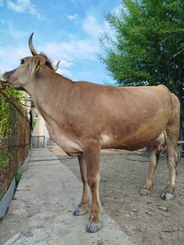 сколько стоит корова в кыргызстане 2023: Продаю | Корова (самка) | Для молока | После отела
