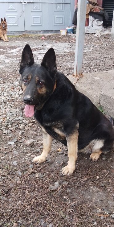 Продажа собак: Продаю восточной европейские овчарки самка и кобель по 3,5 года щенок — 1