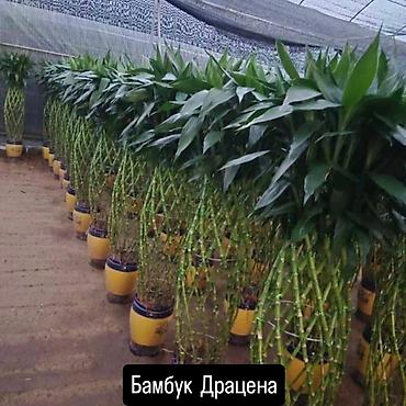 декоративные листья: Комнатные и декоративные растения в горшках. На фото представлены — 7