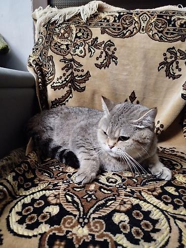 Pişiklər: Britan — 10