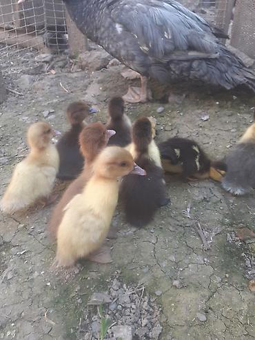 Ördəklər: Erkək, | Macar, Damazlıq, Ünvandan götürmə — 12