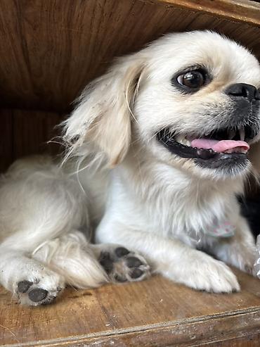 İtlər: Pekines, 1 il, Dişi, Peyvəndli, Ödənişli çatdırılma, Rayonlara çatdırılma — 5