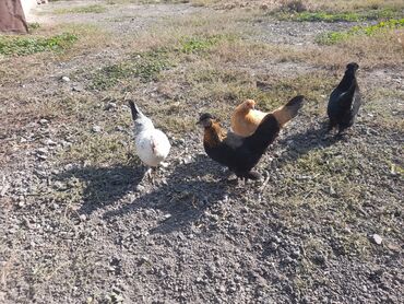 продажа щенков немецкой овчарки с документами в бишкеке: Продаю | Куры | Для разведения