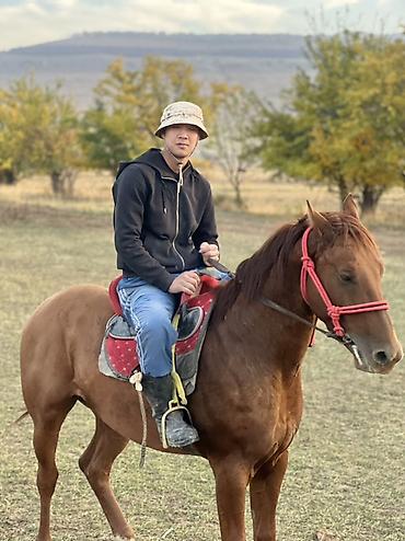 Лошади, кони: Продаю | Конь (самец) | Полукровка | Конный спорт — 8