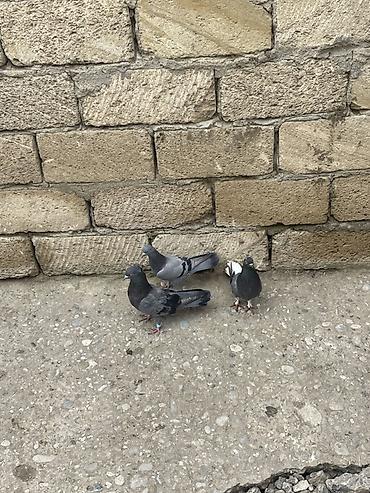 Göyərçinlər: 8 ədəd qara əbreş ağ qənəd falan 4 manatdan 8 ədəddir 2ədəd kəmərilər -da lalafo.az — 12 Göyərçinlər: 8 ədəd qara əbreş ağ qənəd falan 4 manatdan 8 ədəddir 2ədəd kəmərilər — 12