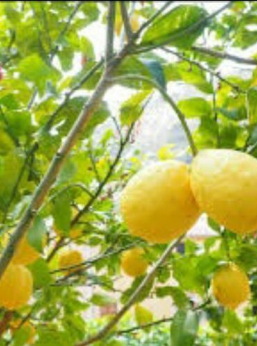 limon agacı: Qələm olunmuş Limon aqclari noviy qruzinMer sortlar meyvəli meyvəsiz