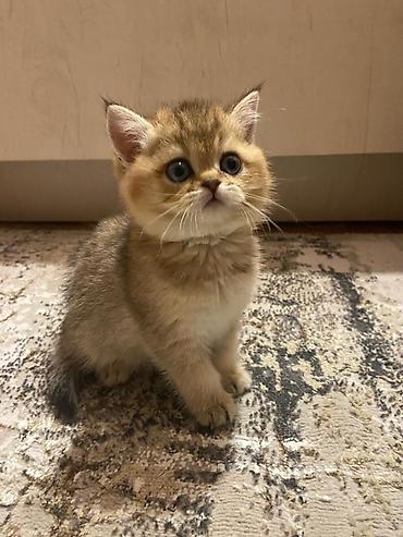 Британский короткошёрстный котёнок, окрас золотой шиншилла (golden