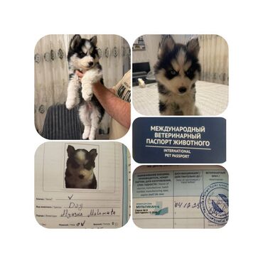 İtlər: - MALAMUT balasi: uzun tük, güclü quruluş, qəhvəyi,qara,boz rəngdə — 2