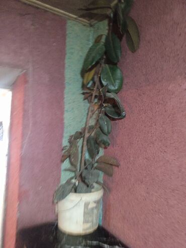 спортивный костюм м: Фикус каучуконосный (Ficus elastica) в горшке. - Высокое комнатное