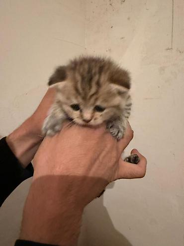 Pişiklər: Şotland — 8