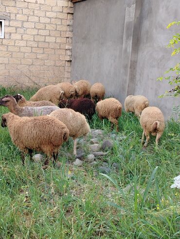 cins ineklerin qiymeti: Quzu, Erkək, ay: 6, 32 kq, Ətlik, Ünvandan götürmə