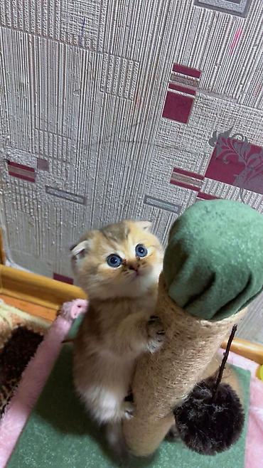 Pişiklər: Şotland — 4